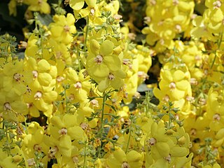 <i>Verbascum dumulosum</i> Species of shrub