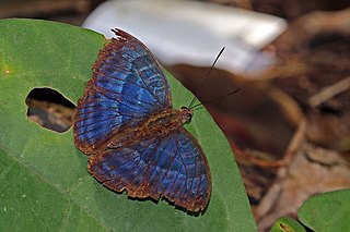 <i>Euriphene veronica</i> Species of butterfly