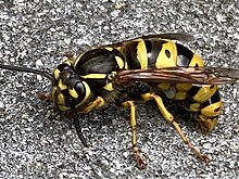 Vespula flavopilosa.jpg