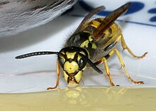 Wasp drinking; the yellow mandibles can be seen on either side of the mouthparts Vespula germanica 2.jpg