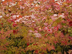 Viburnu opulus autumn kz1.jpg