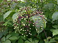 Viburnum cassinoides Wild raisin