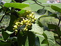 Viburnum lantana green fruits.jpg