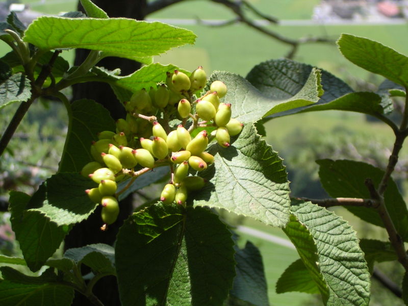 File:Viburnum lantana green fruits.jpg