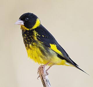 <span class="mw-page-title-main">Vietnamese greenfinch</span> Species of bird