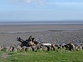 View from sea defence over tidal flats, St Brides - geograph.org.uk - 441372.jpg