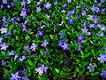 Vinca minor 001.JPG