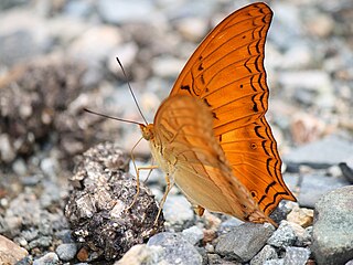 <i>Vindula dejone</i> species of insect