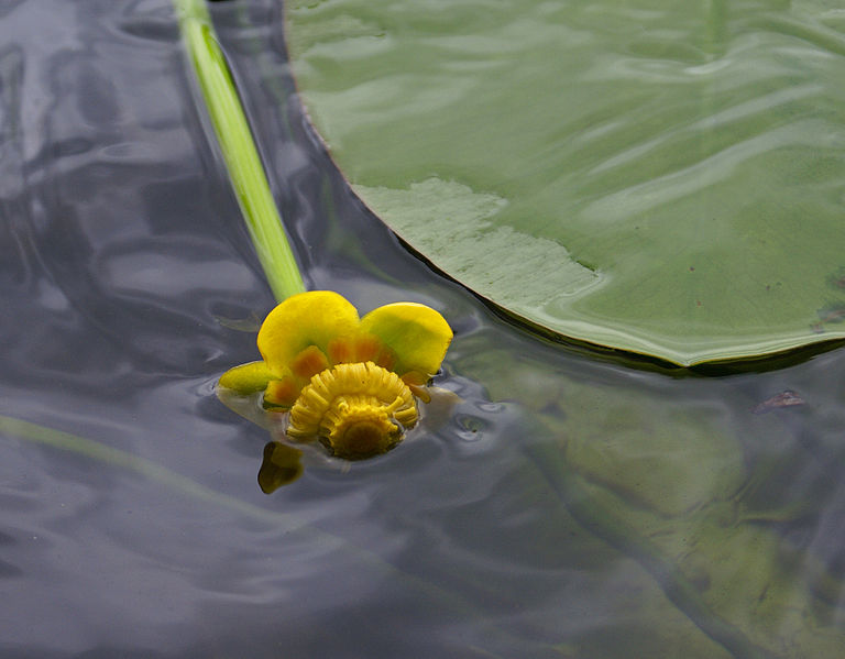 File:Water-lily (2593185042).jpg