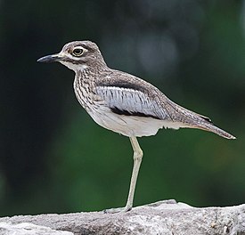 Water Thick-knee, flipped & cropped.jpg