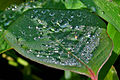 Water drops on Euphorbia heterophylla W IMG 0991.jpg