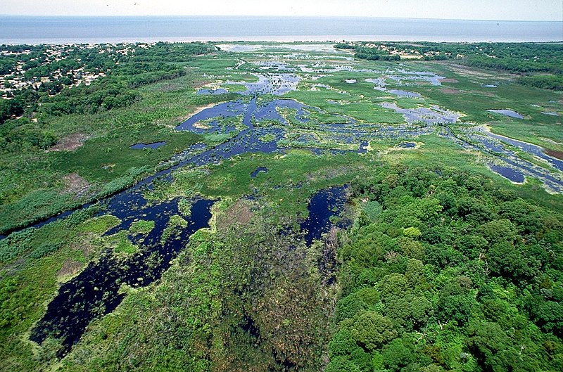 File:Wetlands Cape May New Jersey.jpg