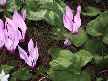 Wild cyclamens.jpg