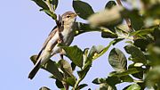 Thumbnail for File:Willow Warbler (Phylloscopus trochilus) (10).JPG