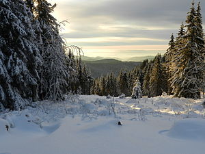 26. Platz: Marcel Möring Neu! mit Impressionen aus dem Nationalpark „Harz“