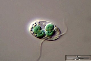 <i>Cyanophora paradoxa</i> Species of alga