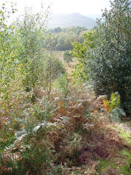 File:Woolbeding Common from Telegraph Hill - geograph.org.uk - 264319.jpg