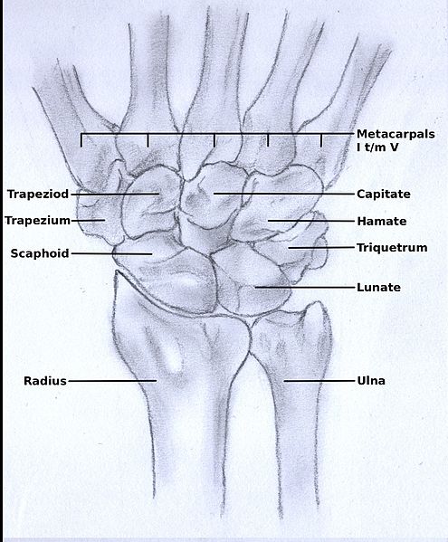 File:Wrist anatomy.jpg