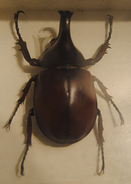 File:Xylotrupes gideon.JPG