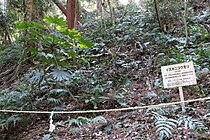 指定地の急傾斜地の植生。伊豆半島の固有種であるイズカニコウモリの標示がある。