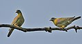 Yellow-footed Green Pigeons (Treron phoenicoptera)- chlorigaster race at Sultanpur I Picture 008.jpg