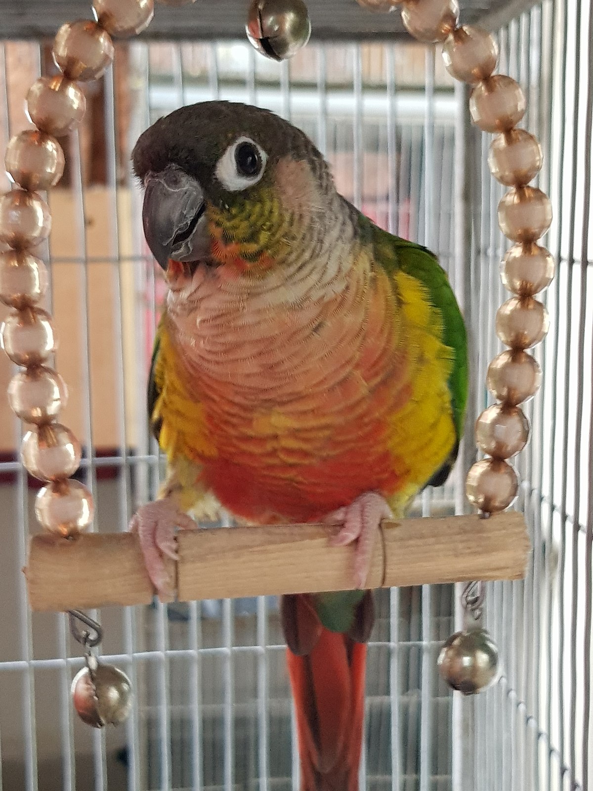 Green Cheek Conure Mutations Chart