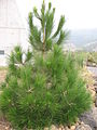 Pinus canariensis young tree