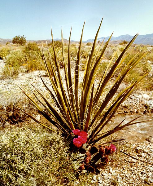 File:Yucca Plant at the Nevada Test Site 1.jpg