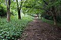 湯坂路の森