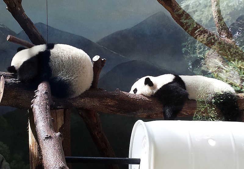 File:ZOO Atlanta Panda Cam - panoramio (6).jpg