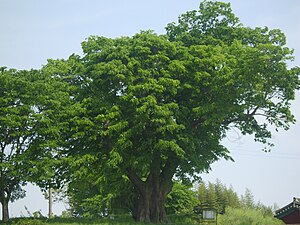 담양 대나무박물관 근처에 사는 느티나무