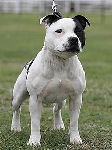 White discount staffy cross