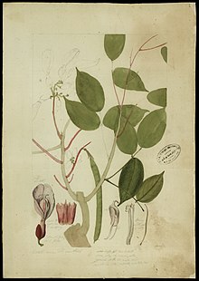 (Clitoria amazonum, Mart.), da Coleção Brasiliana Iconográfica.jpg