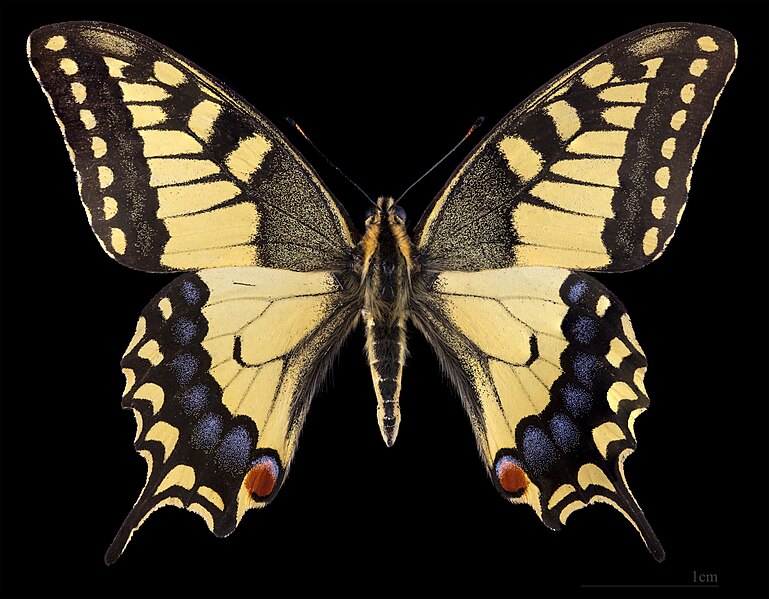File:(MHNT) Papilio machaon - Chęciny (Mazovie) - Poland - male dorsal.jpg