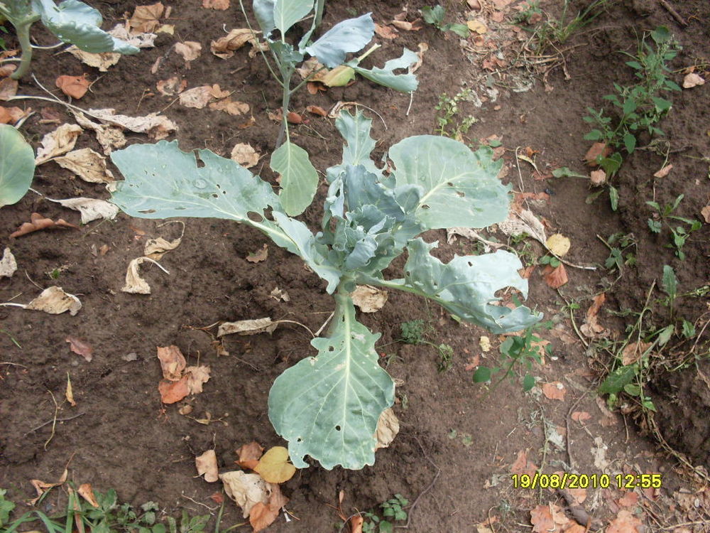 Kitchen garden