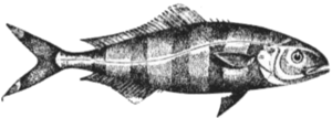 Рыба-лоцман БСЭ1.png