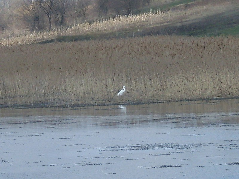 File:Цапля на болоте - panoramio.jpg