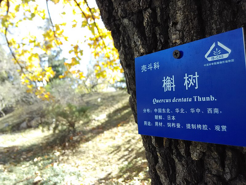 File:中科院植物园植物标识牌（2014年11月）.jpg