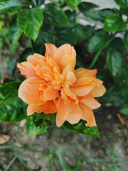 朱槿 Hibiscus rosa-sinensis 20201012185058 01.jpg