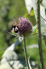 Miniatura para Dipsacus fullonum