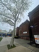 05 02 2022 Temple Beth Church Ave tree.jpg