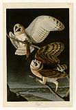 メンフクロウ (Tyto alba)
