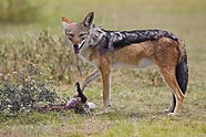 2012-bb-jackal-1.jpg