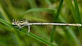 Blaue Federlibelle - Platycnemis pennipes, Weibchen