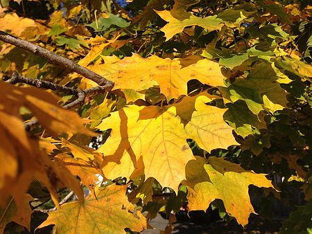 2014-10-30 10 39 54 Norway Maple foliage during autumn on Durham Avenue in Ewing, New Jersey.JPG