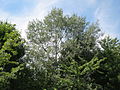 Populus alba Silberpappel