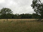 2016-08-05 07 55 49 Field surrounded by Black Locust saplings between NW 101 Terrace and NW Polo Drive in Kansas City, Platte County, Missouri.jpg