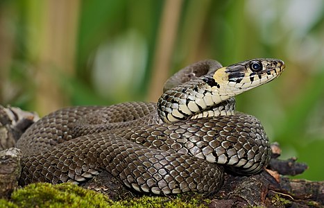 Natrix natrix (Grass Snake)