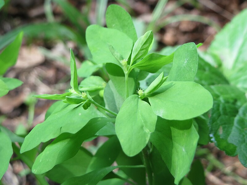 File:20170815Euphorbia peplus3.jpg