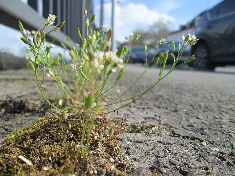 File:20180412Draba verna2.jpg